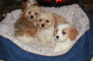 Beautifull Cavachon Puppies