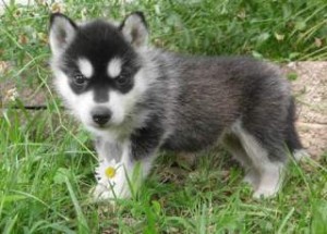 Siberian Husky Puppies Available