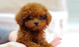 Poodle Puppies for Sale