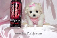 Gorgeous Teacup Maltese Puppies