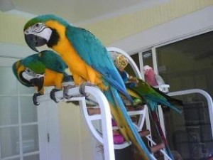 Adorable Talking Hyacinth Macaws