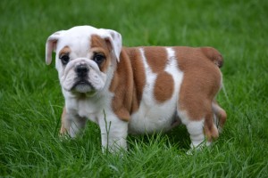 Bulldogge Pups