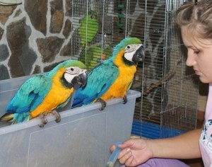 Adorable Talking Hyacinth Macaws