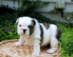 English Bulldog Puppies Available