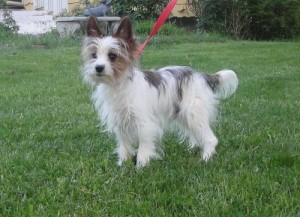 Yorkshire Terrier Seeking New Home