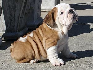 Male and Female English Bulldog Puppies