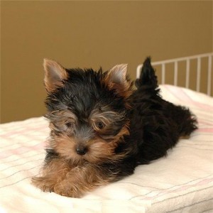 Female Yorkie Puppy Available