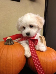 Cute and Healthy Maltese Puppies