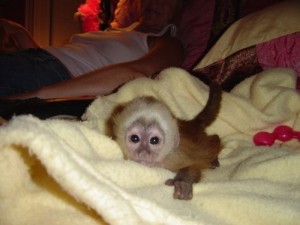 Beautiful Capuchin Monkey