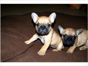 French Bulldog Females