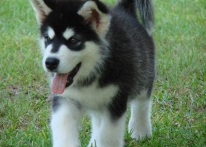 Alaskan Malamute Puppies
