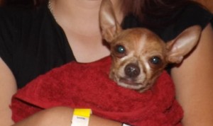 Re-homing Toy Size Male Adult Chihuahua Dog