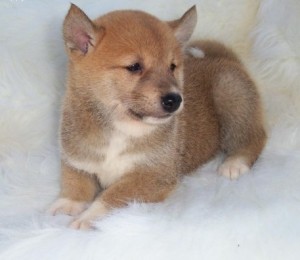 Charming Shiba Inu Puppies for Sale