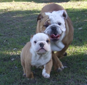 Home-raised Bulldog Puppies for Adoption