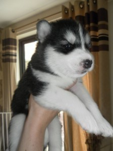 Adorable Siberian Husky Pups