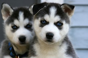 11 Weeks Lovely Blue Eye Siberian Husky