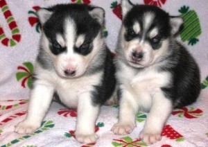 Siberian Husky Available