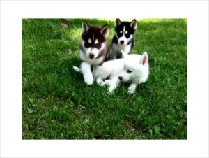 Affectionate Siberian Husky Puppies