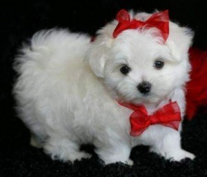 Cute White Teacup Maltese Puppies