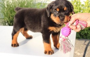 Rottweiler Puppies for Adoption