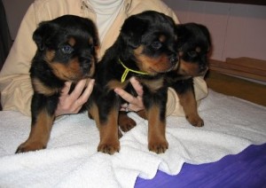 German Rottweiler Puppies Available
