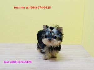 Male Teacup Yorkie Available