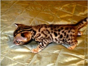 Bengal Kittens Available