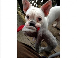 Friendly French Bulldog puppies