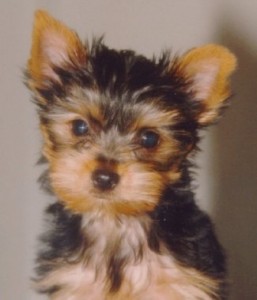 Yorkie Puppy for Free Adoption