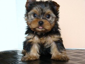 Yorkie Puppy For Adoption