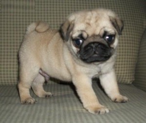 Pug Puppies Available