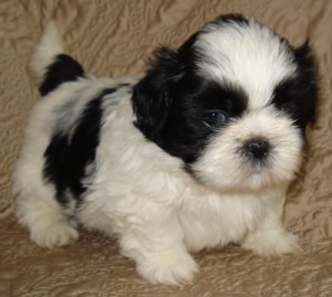 Male and female Shih Tzu Puppies Available