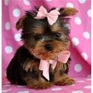 Yorkshire Terrier Puppies for Adoption