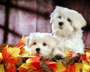 Maltese / Lhasa Apso Female Puppies