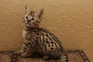 Beautiful F2 Savannah Kittens Available