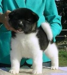 Akita Pups