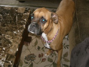 7 year old female Boxer dog