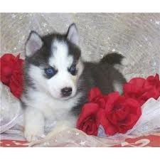 Siberian Husky for Sale