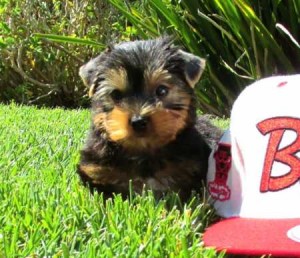 Teacup Yorkie Puppies!