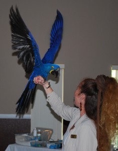 Talking Female Hyacinth Macaw Parrot