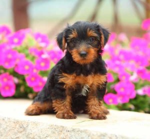 Extremely Cute Teacup Yorky