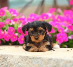 Lovely Yorkshire Terrier Puppy