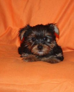 Two Miniature Yorkies