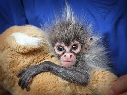 Charming Spider Monkey Available