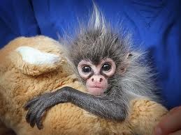 Amazing Spider Monkey for Sale