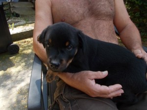 Beautiful Rottweiler