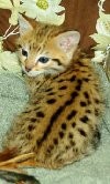 Stunning C F2 Female Savannah Available