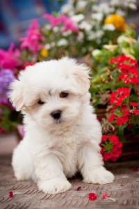 Sweet Maltese Puppy!