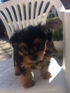 Purebred Yorkie Puppies