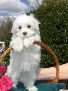 Sweet Teacup Maltese Puppies